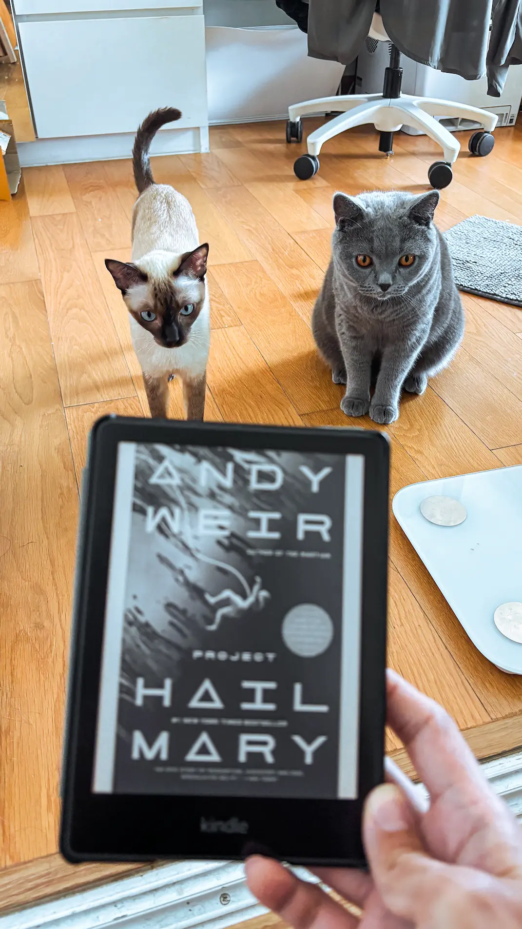 The book cover and my cats